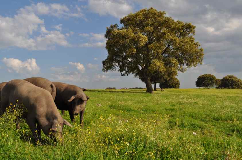 Cerdo lampiño | Blog Cerdoh Jamones y Embutidos Ibéricos de Bellota
