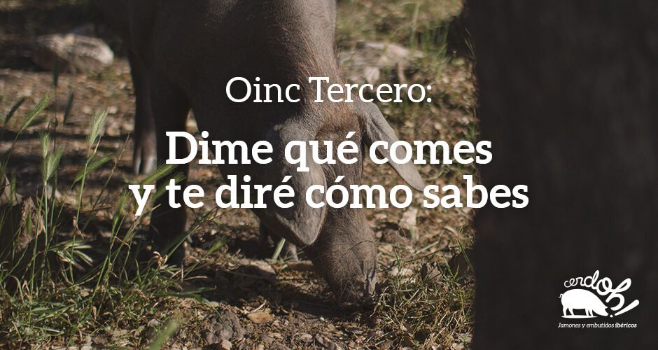 Consultorio de Oinc Tercero. ¿Qué comen los cerdos? Consultorio de Oinc Tercero. ¿Qué comen los cerdos?