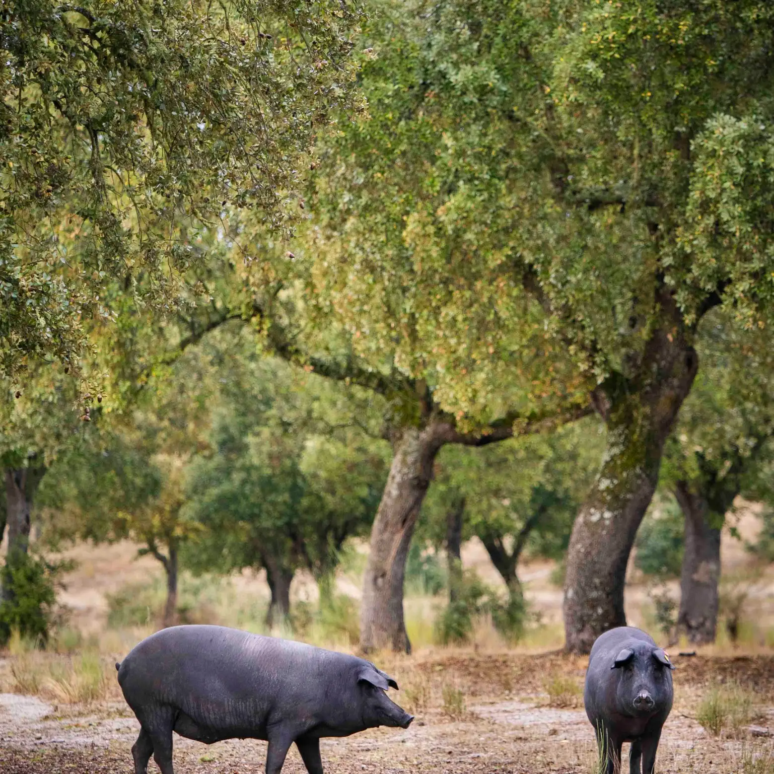El Sello Dehesa Sostenible: garantía de origen, respeto y futuro cerdoh blog square