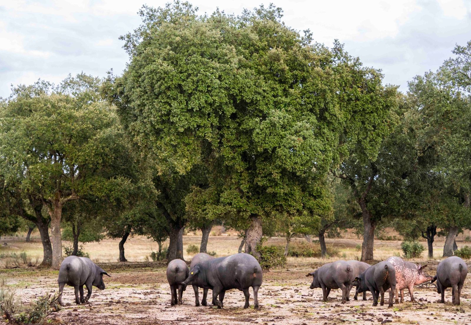 Montanera del siglo XXI: tradición, sostenibilidad y salud en cada loncha portada blog opt 2