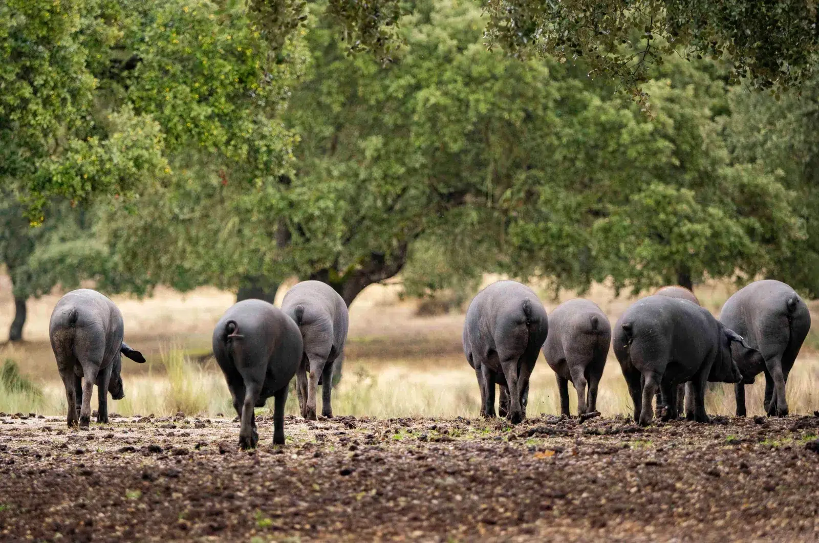 alimentación cerdo ibérico