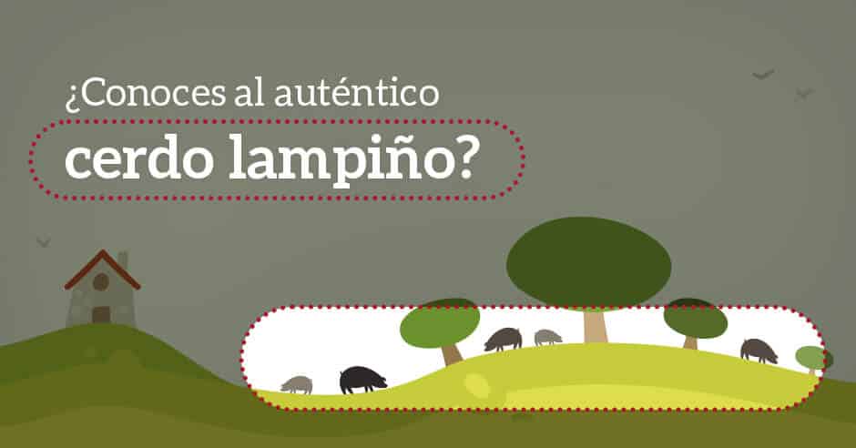 ¿Conoces al auténtico cerdo lampiño 100% ibérico? cerdoh ibericos el cerdo lampiño