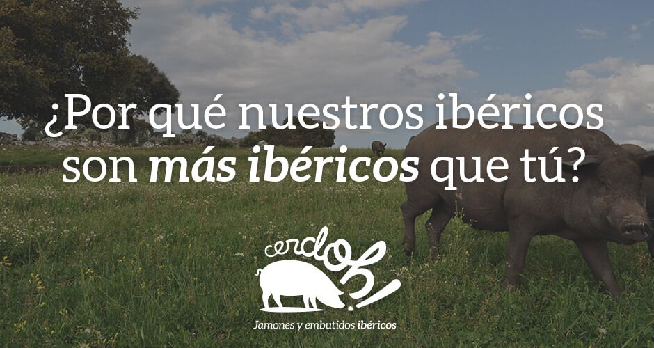 ¿Por qué nuestros ibéricos son más ibéricos que tú? cerdoh imagen blog ley iberico