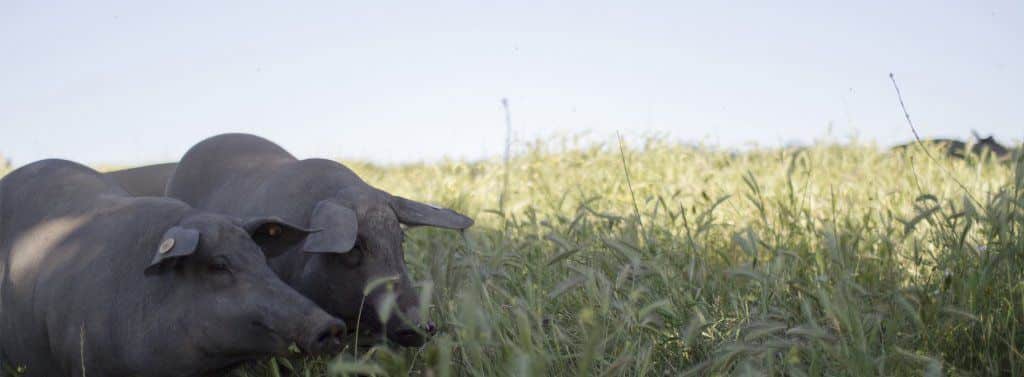 Cerdoh! – El mejor embutido de cerdo iberico, tradición y calidad cabecera conocenos