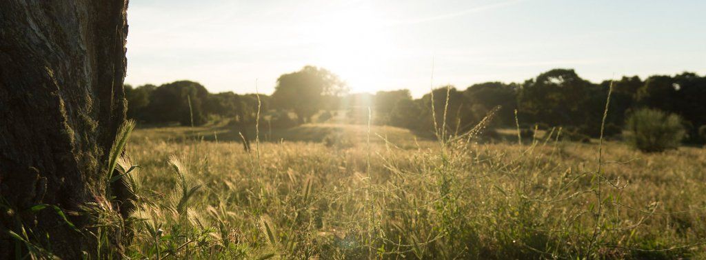 Cerdoh! a su disposición... header conocenos