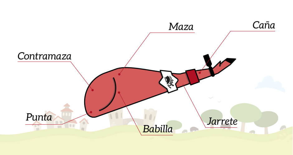 Partes del jamón ibérico