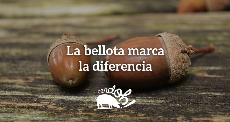 El papel que juegan las bellotas en los jamones ibéricos.