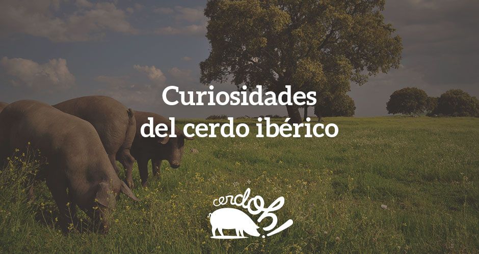 15 curiosidades del cerdo ibérico que aún no conoces cerdo iberico curiosidades