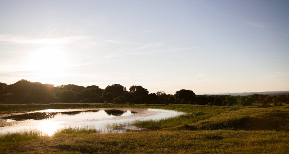¿El jamón ibérico de bellota es "ecológico"? cerdo iberico bellota ecologico interior