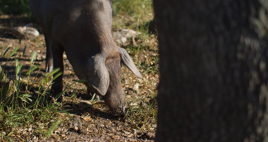Trucos para medir la calidad del jamón ibérico de bellota trucos para medir la calidad del jamon iberico interior