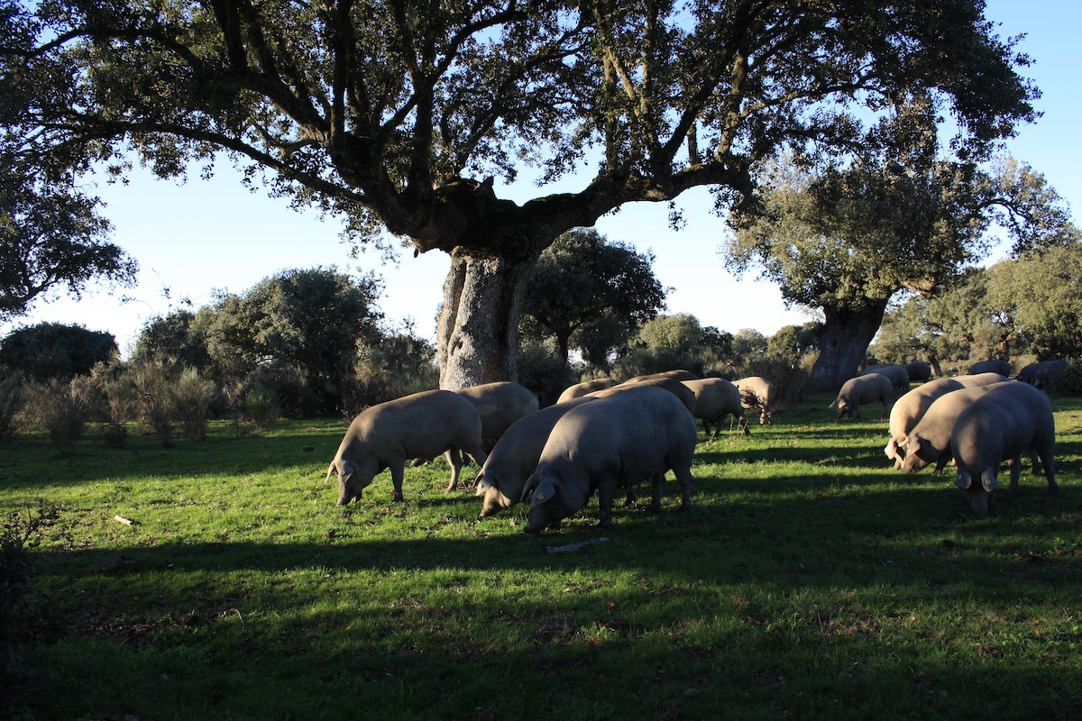 ¿Por qué es un sacrilegio que deseches la grasa del jamón? interior IMG 3005