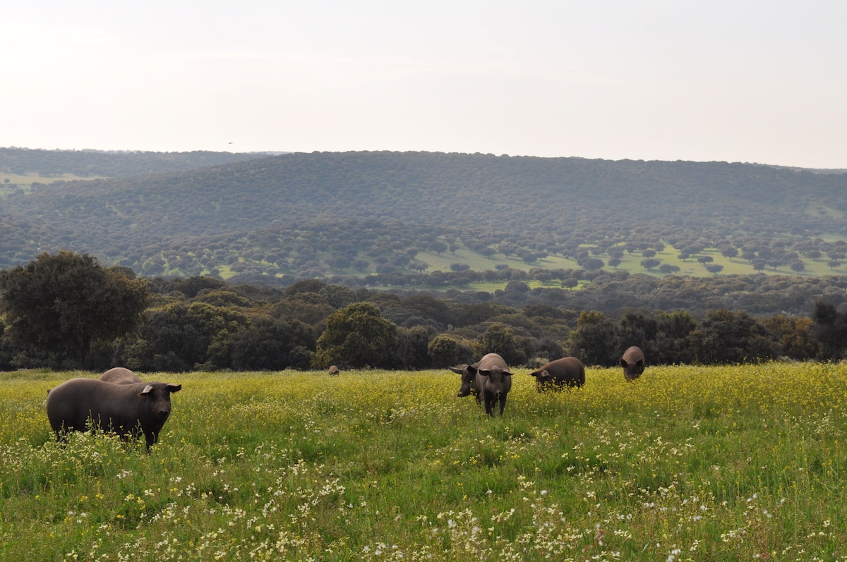 ¡Llegó la montanera! interior octubre
