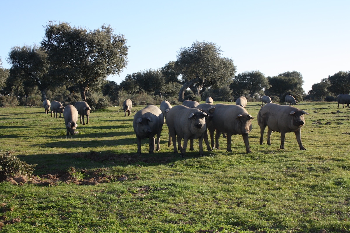 Dudas frecuentes sobre el consumo de jamón ibérico interior post junio