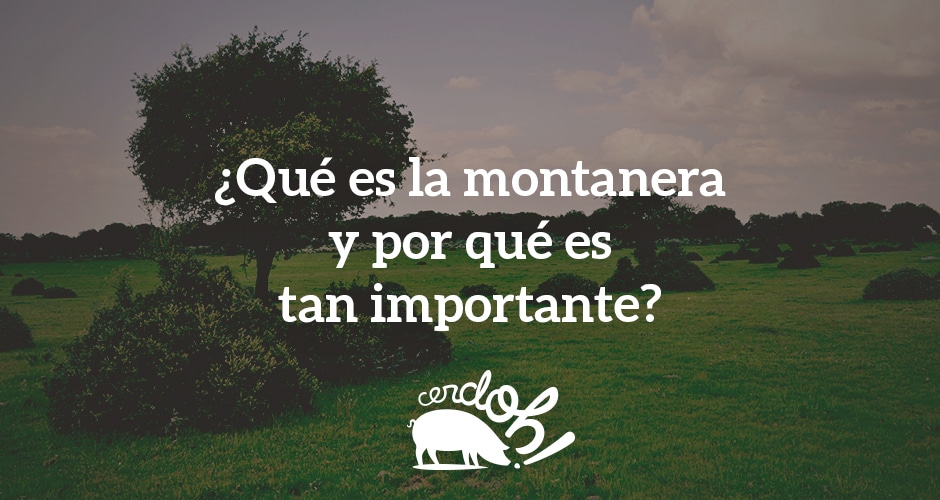¿Qué es la montanera y por qué resulta crucial para el ibérico?