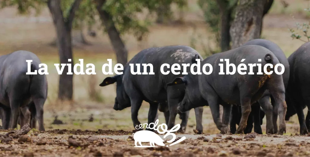 La vida de un cerdo ibérico desde la cría hasta la producción del jamón portada cerdo iberico optimized