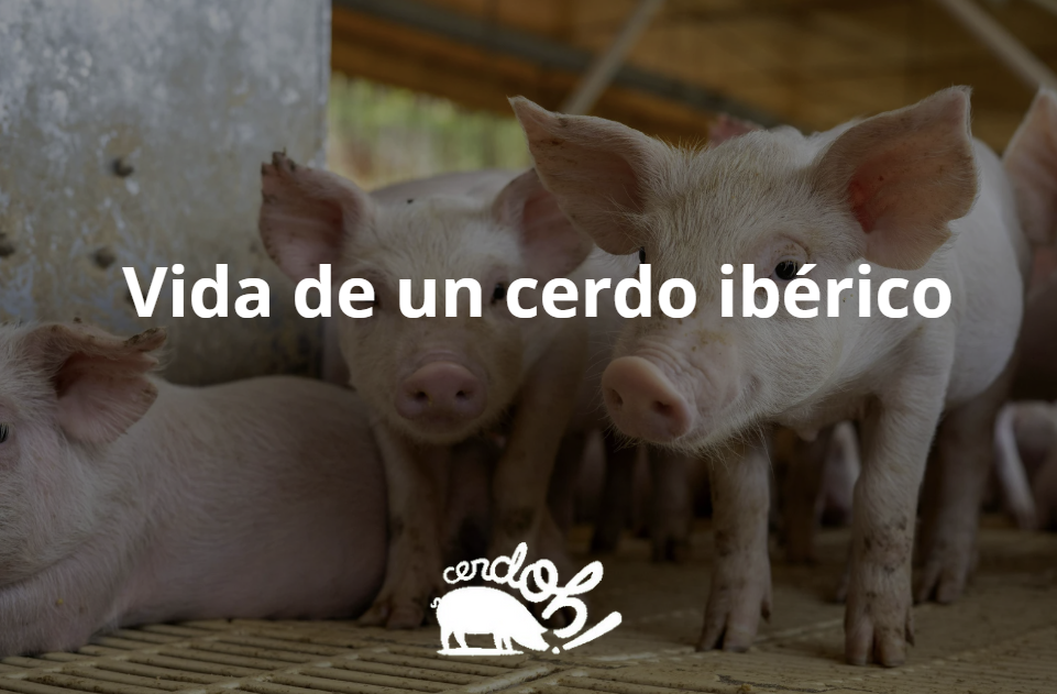 vida de un cerdo ibérico