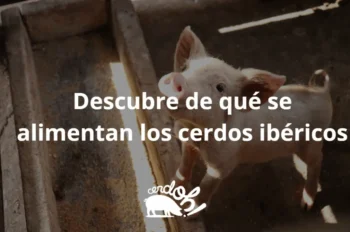 de qué se alimentan los cerdos ibéricos