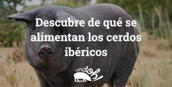 Descubre de qué se alimentan los cerdos ibéricos y cómo influye en la calidad del jamón portada alimentacion ibericos optimized